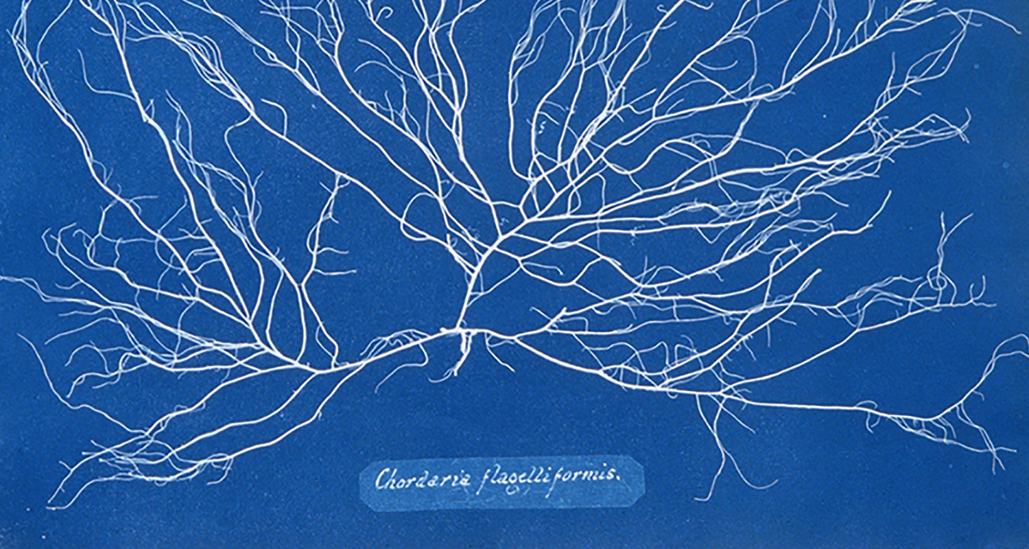 Chordaria flagelliformis de Anna Atkins